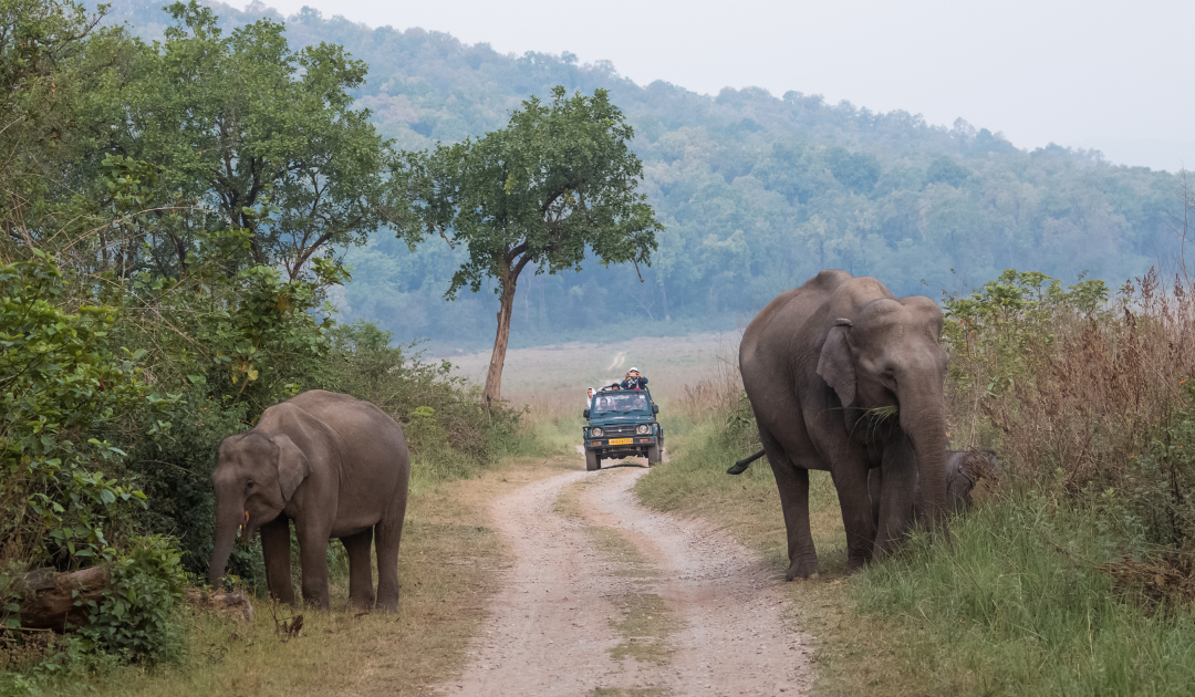 Jim Corbett National Park